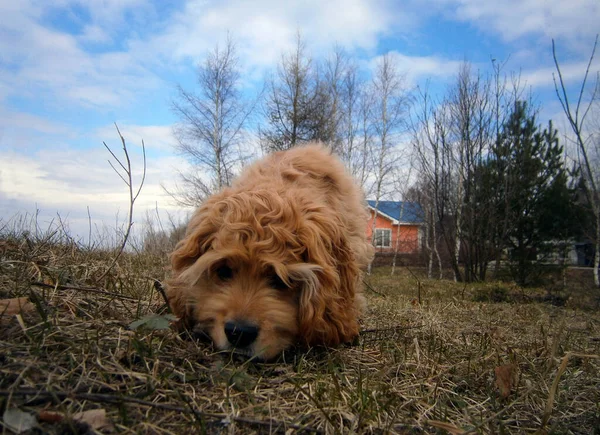 Pies Myśliwski Szukający Zdobyczy — Zdjęcie stockowe