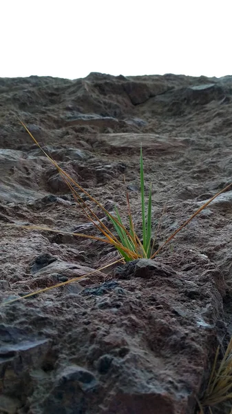 Маленький Травяной Куст Растет Скалы — стоковое фото