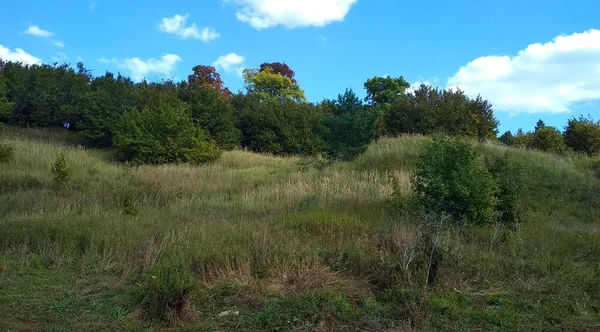 Grüner Wald Auf Den Bergen — Stockfoto