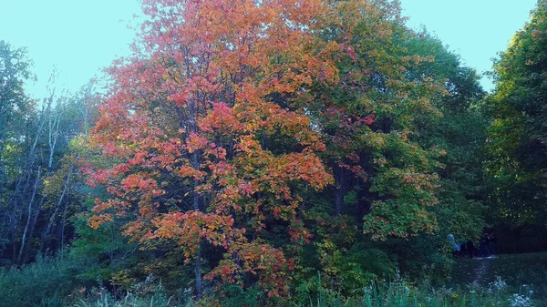 Der Bunte Herbstwald Russland — Stockfoto