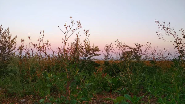 Jemný Růžový Západ Slunce Stepi — Stock fotografie