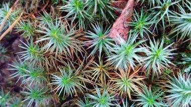 tüm çerçeve için yeşil yosun