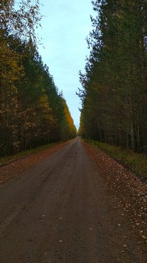 Sonbahar ormanında yol