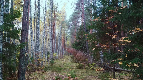 Väg Höstskogen — Stockfoto