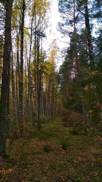 Cesta Podzimním Lesem — Stock fotografie