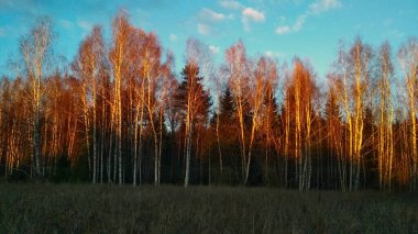 Gün batımında tarla ve orman