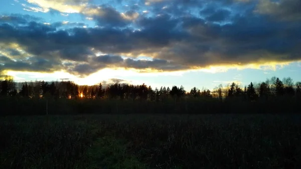Feld Und Wald Bei Sonnenuntergang — Stockfoto