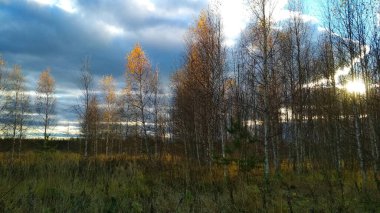 Gün batımında tarla ve sonbahar ormanları