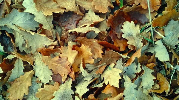 Hintergrund Der Gelben Herbstblätter — Stockfoto