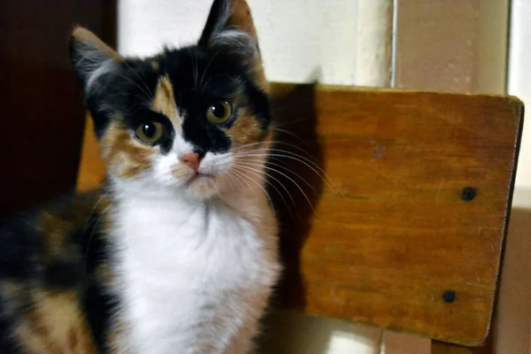 Gato Doméstico Senta Uma Cadeira — Fotografia de Stock