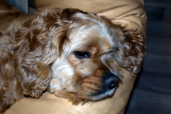 犬のコッカー スパニエルはソファに横たわっています — ストック写真