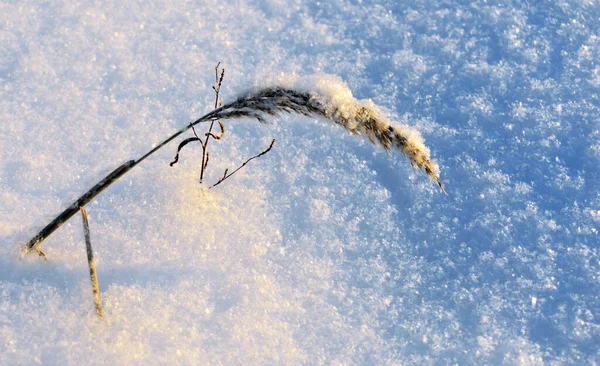 Шип Снегу — стоковое фото