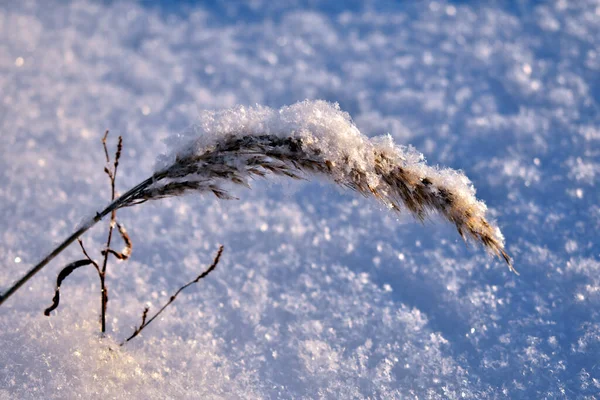 Pico Nieve — Foto de Stock