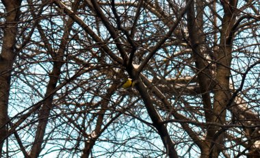 Kuş ağaç dallarına oturur.