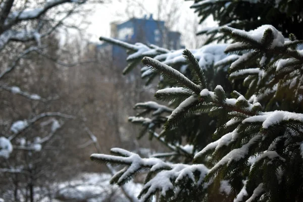 Schneeflocken Auf Den Ästen Eines Baumes — Stockfoto