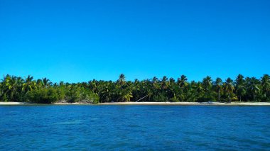 Kumlu bir sahilde palmiye ağaçları. Dominik Cumhuriyeti
