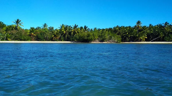 Kumlu Bir Sahilde Palmiye Ağaçları Dominik Cumhuriyeti — Stok fotoğraf