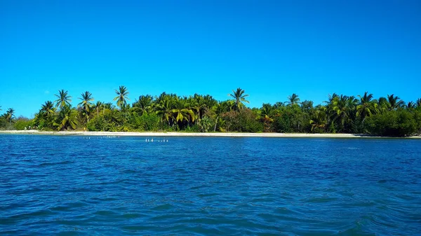 Palm Trees Sandy Beach Dominican Republic — Stock Photo, Image