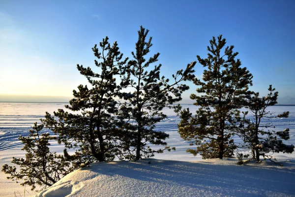 Stromy Sněhu Zimním Lese — Stock fotografie