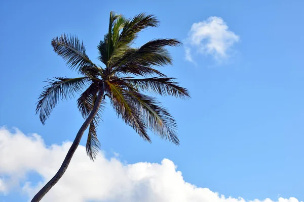 Mavi Gökyüzünde Yeşil Palmiye — Stok fotoğraf