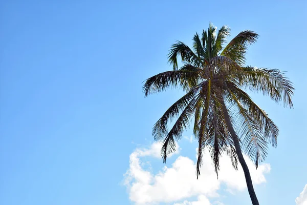 Groene Palm Tegen Blauwe Lucht — Stockfoto