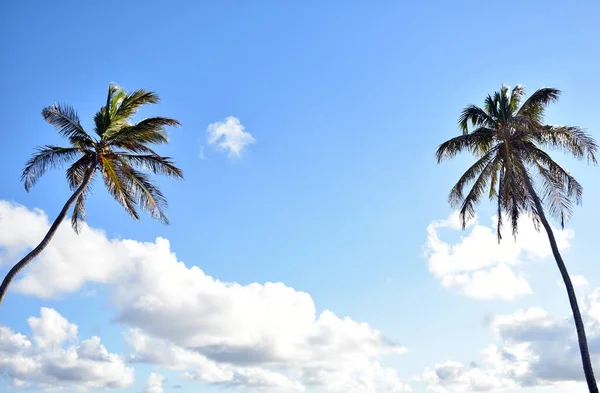 Groene Palmbomen Tegen Blauwe Lucht — Stockfoto