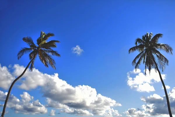 green palm trees against the blue sky