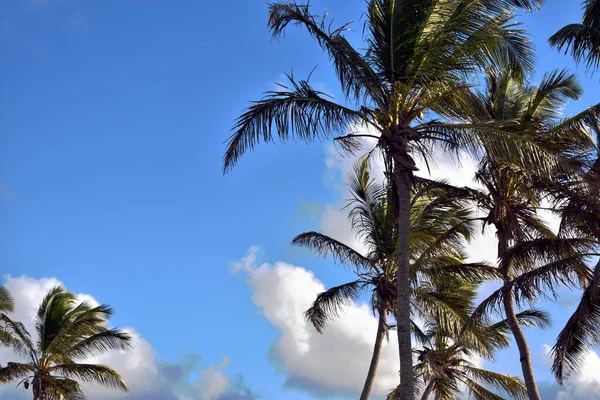 Groene Palmbomen Tegen Blauwe Lucht — Stockfoto