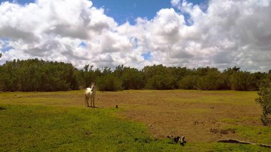 Açık yeşil yaz tarlası