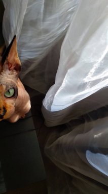 Kel kedi. Kanada sfenksi cinsi