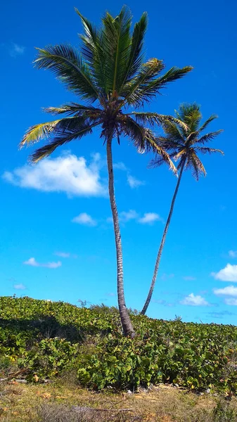 Mavi Gökyüzüne Karşı Yeşil Palmiye Ağaçları — Stok fotoğraf