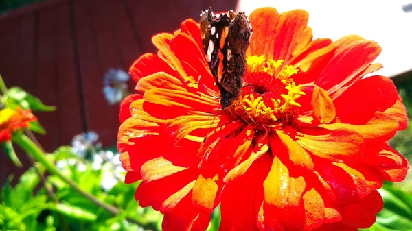Schmetterling Sitzt Auf Einer Blume Garten — Stockfoto
