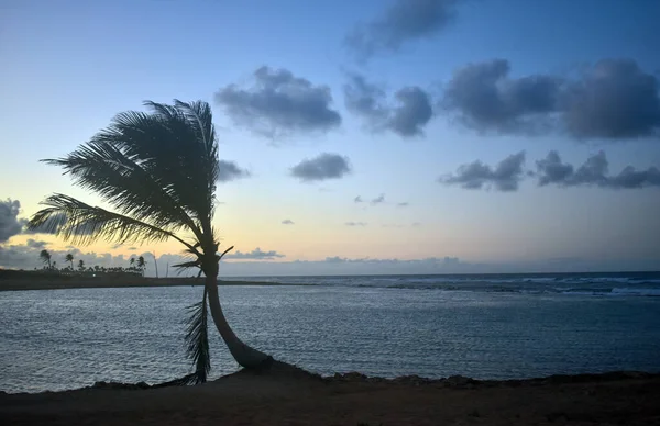 Eenzame Palmboom Aan Zee — Stockfoto