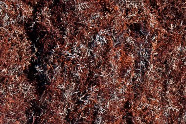 Okyanustan gelen yosun