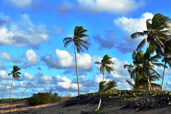 Palmbomen Tegen Blauwe Lucht — Stockfoto