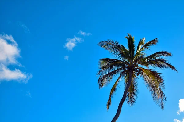 Gökyüzünde Palmiye Dalları — Stok fotoğraf