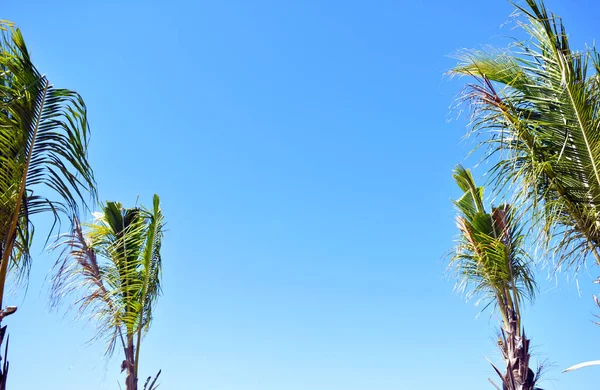 Пальмові Гілки Тлі Блакитного Неба — стокове фото