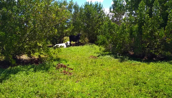 Claro Verde Bosque — Foto de Stock