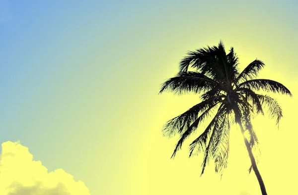 Silhouet Van Een Palmboom Bij Zonsondergang — Stockfoto