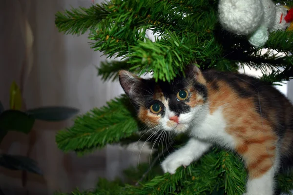 Gato Senta Uma Árvore Natal Verde — Fotografia de Stock