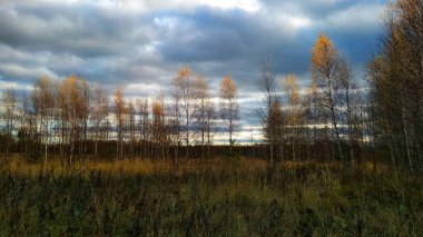 akşam sonbahar orman