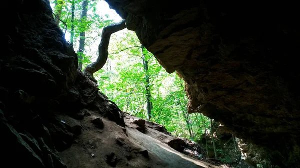 Veduta Della Foresta Dalla Grotta — Foto Stock