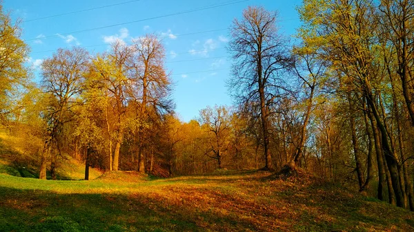 Mýtina Nepravidelném Podzimním Lese — Stock fotografie
