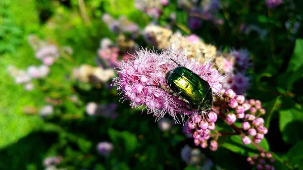 green beetle sits on a pink flower in the garden