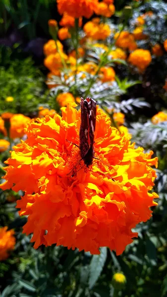 Schmetterling Sitzt Auf Einer Blume Garten — Stockfoto