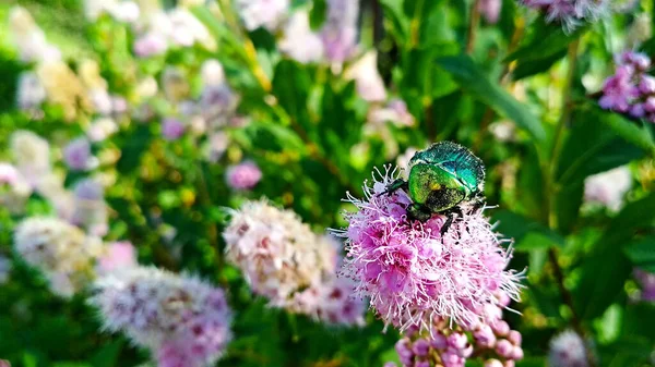 green beetle sits on a pink flower in the garden