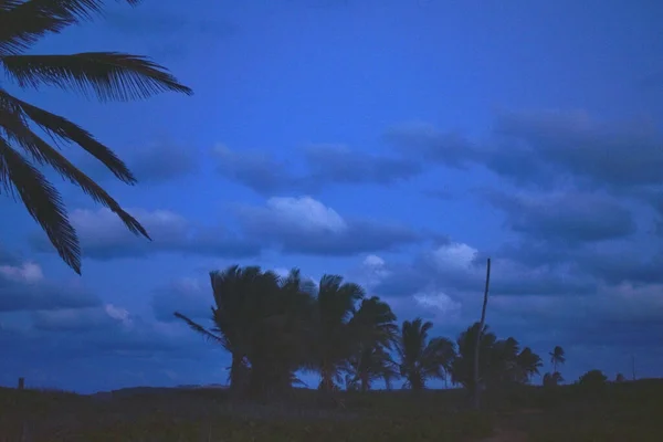 Palme Sulla Costa Del Mare Tramonto — Foto Stock