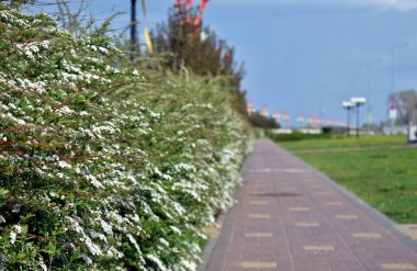 İlkbaharda şehrin sokaklarında çiçekler açar.