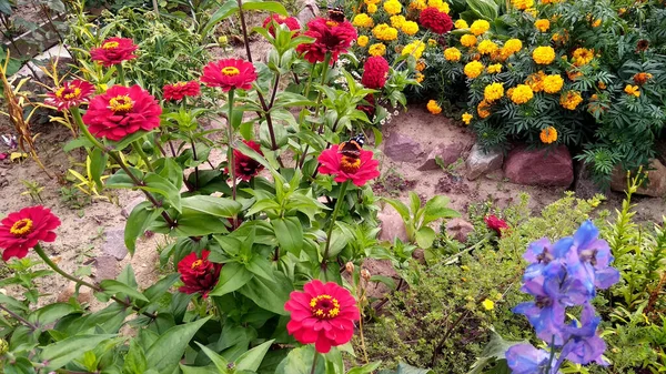 Rote Blumen Wachsen Garten — Stockfoto