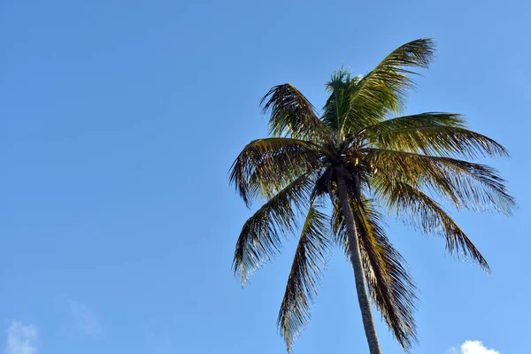 Mooie Groene Palmbomen Tegen Blauwe Lucht — Stockfoto